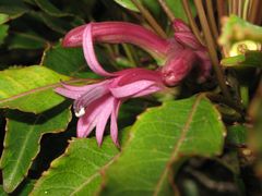 Clermontia micrantha