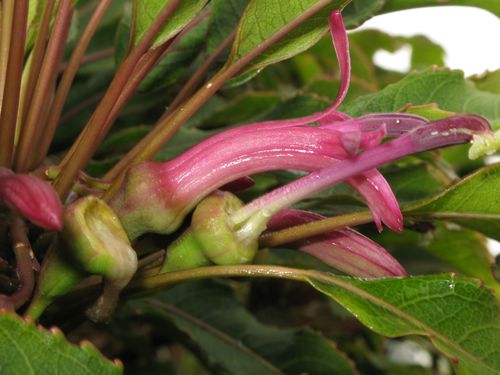 Maui clermontia (Clermontia micrantha)