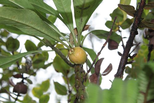 Clermontia montis-loa