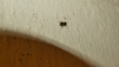 Braconidae