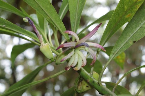 Clermontia montis-loa