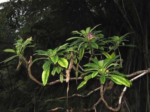 Clermontia montis-loa