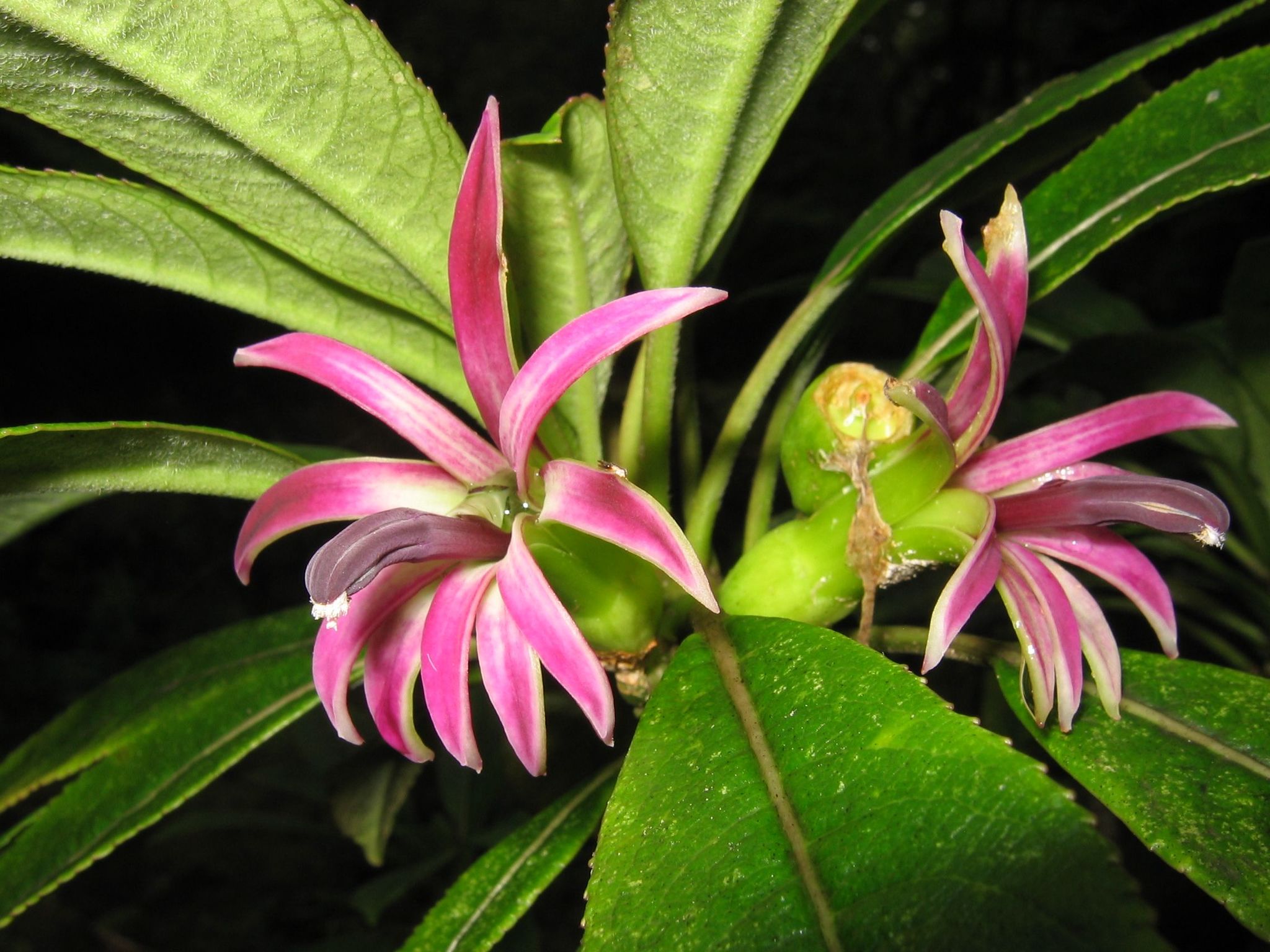 Clermontia montis-loa