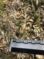 Trifolium willdenovii