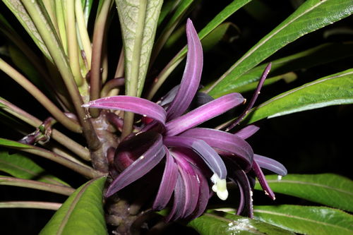 Clermontia montis-loa