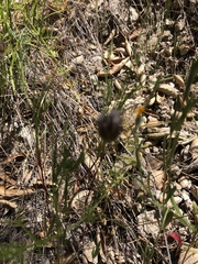 Trifolium willdenovii