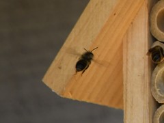 Osmia cornifrons