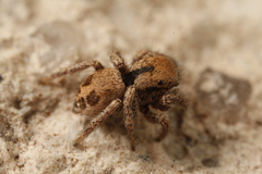 Habronattus arcalorus