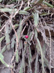Lepismium cruciforme