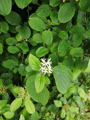 Cornus sanguinea