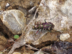 Cicindela limbalis
