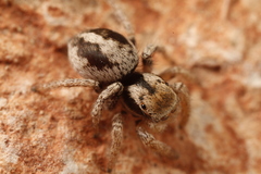 Habronattus arcalorus