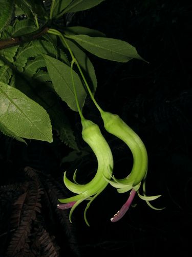 Clermontia grandiflora