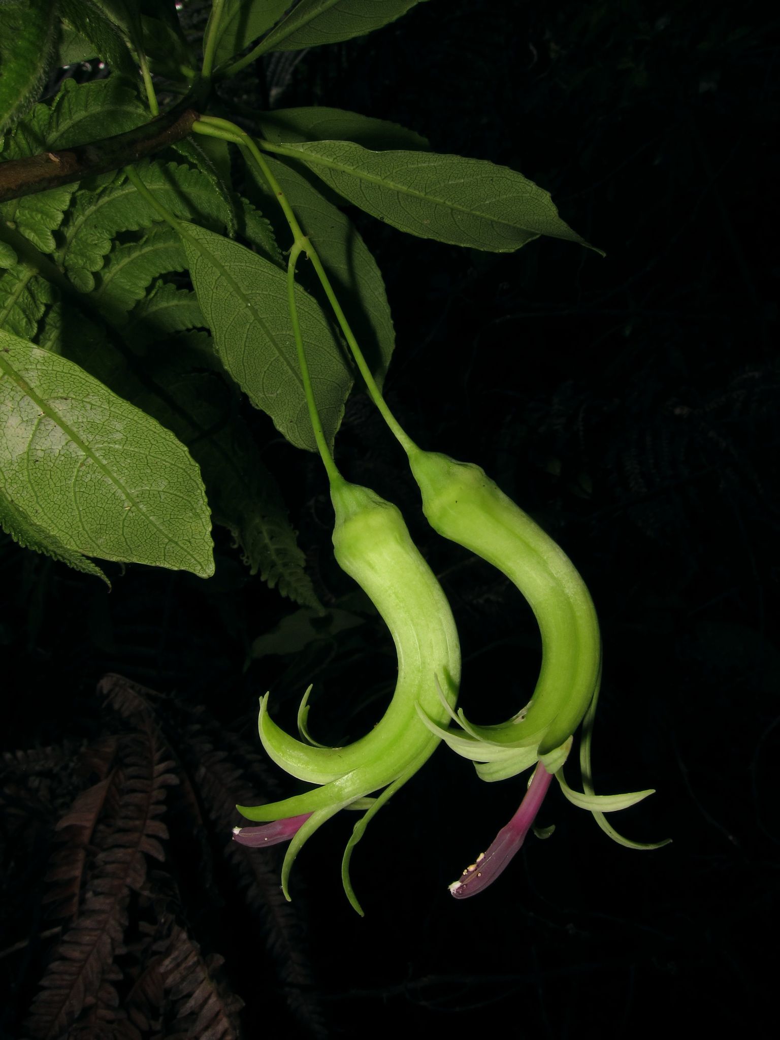 Clermontia grandiflora