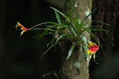 Vriesea carinata