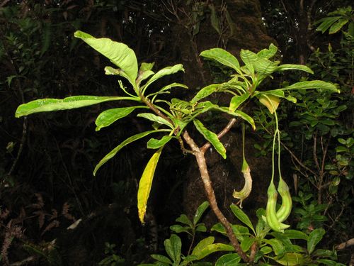 Clermontia grandiflora