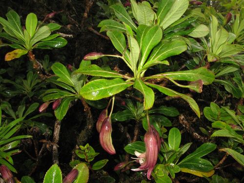 Clermontia grandiflora observed 2009-06-05