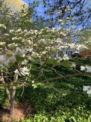 Cornus florida