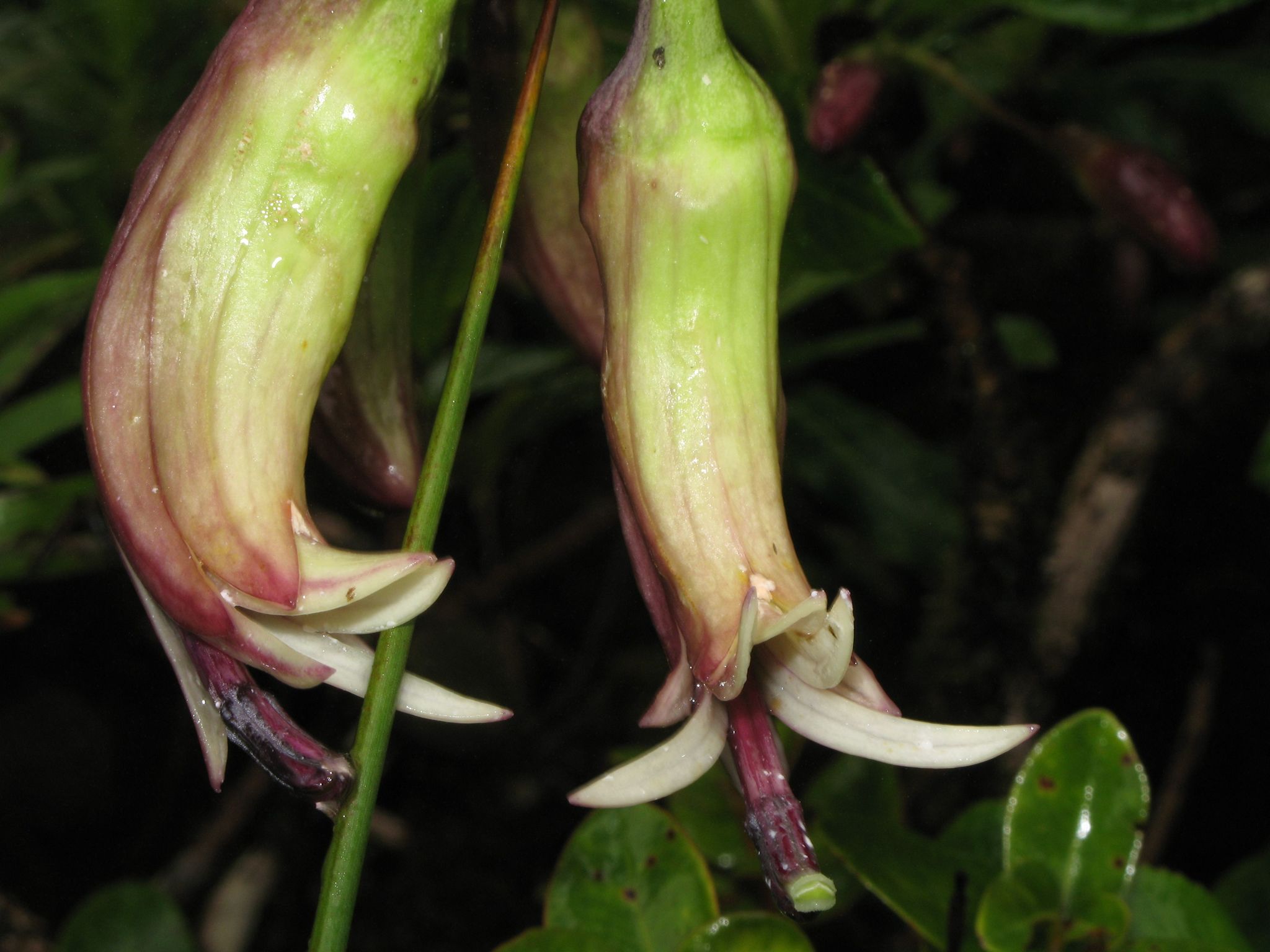 Clermontia grandiflora ssp. grandiflora