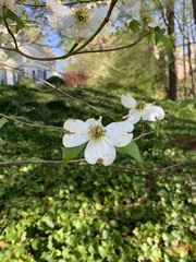 Cornus florida