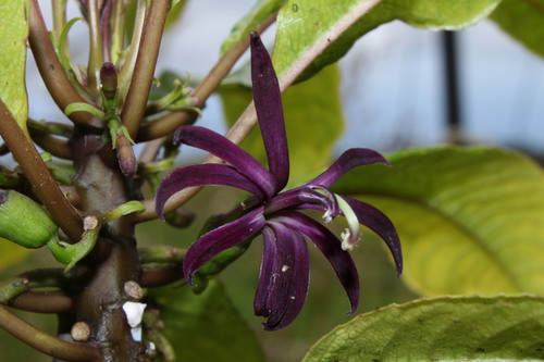 Clermontia calophylla observed 2009-08-03