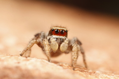 Habronattus arcalorus