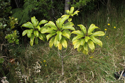 Clermontia calophylla