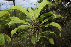 Clermontia calophylla