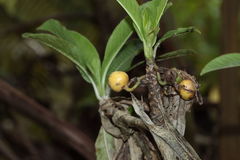 Clermontia calophylla