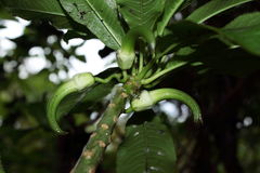 Clermontia calophylla