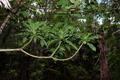 Clermontia calophylla