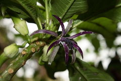 Clermontia calophylla