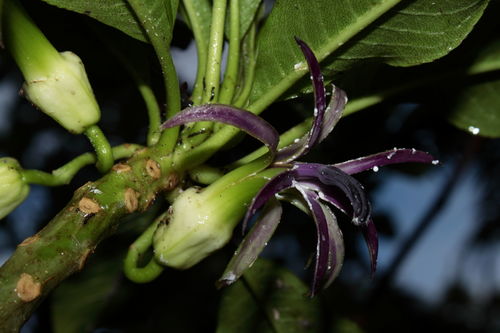 Clermontia calophylla observed 2010-05-25