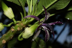 Clermontia calophylla