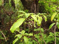 Clermontia calophylla