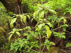 Clermontia calophylla