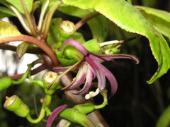 Clermontia calophylla