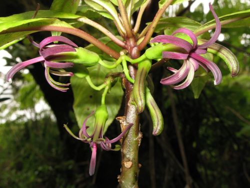 lava clermontia (Clermontia calophylla)