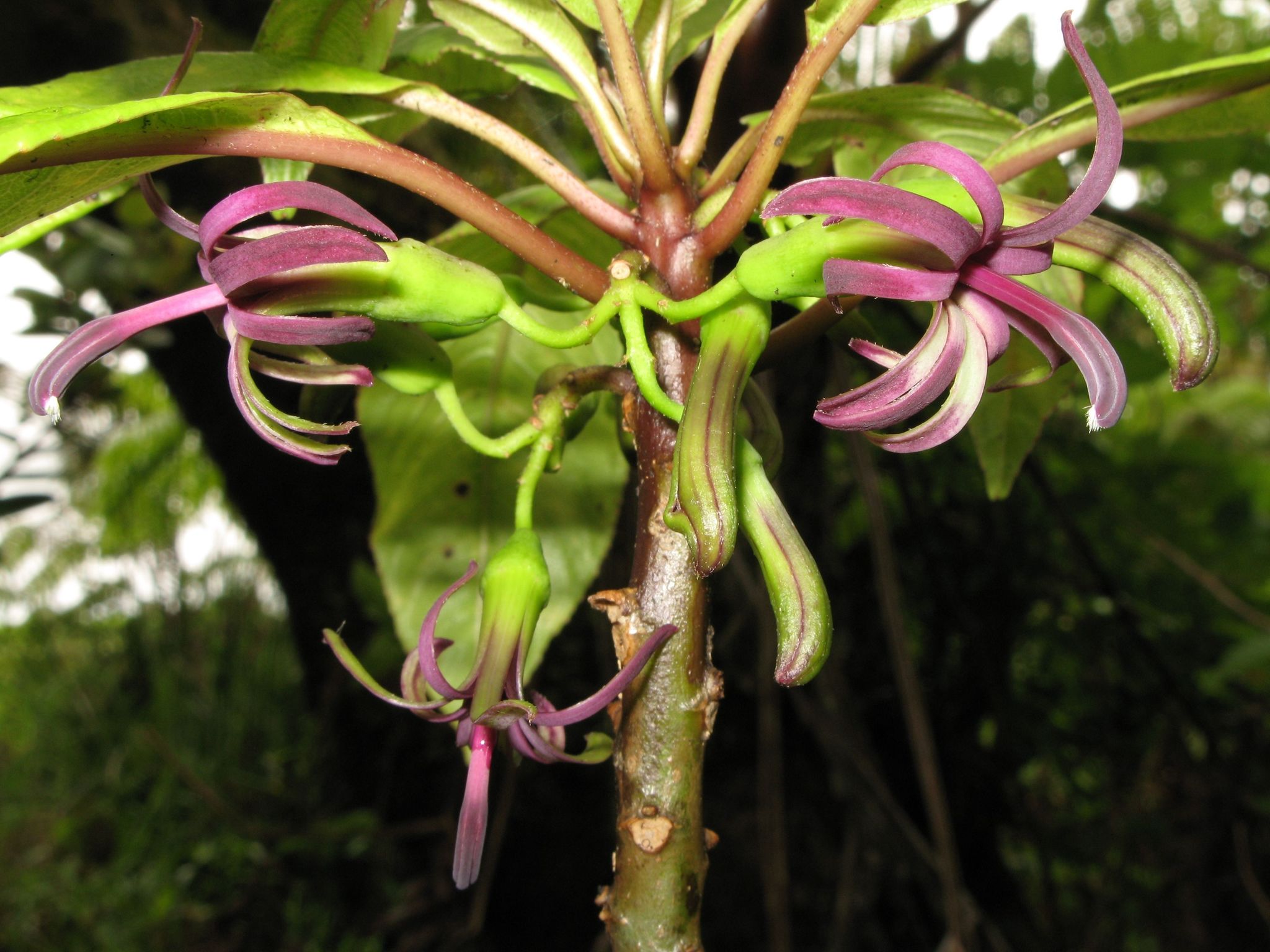 Clermontia calophylla