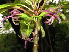 Clermontia calophylla