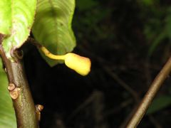 Clermontia calophylla