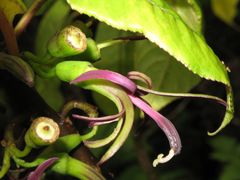 Clermontia calophylla