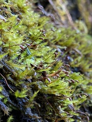 Sciuro-hypnum plumosum