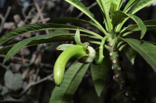 Clermontia clermontioides