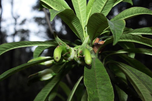 Clermontia clermontioides