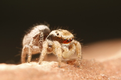Habronattus arcalorus