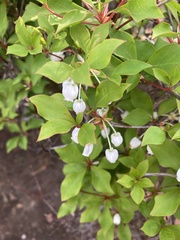 Enkianthus perulatus