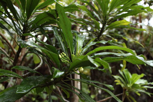Clermontia clermontioides