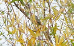 Serpophaga subcristata
