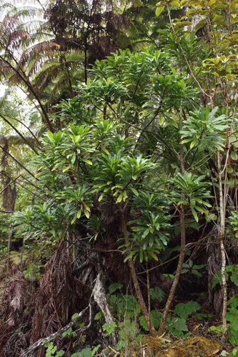 Clermontia clermontioides